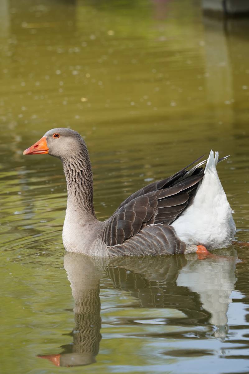 湖中游弋的灰鹅图片