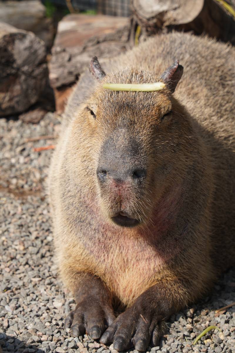 戴草帽的水豚图片