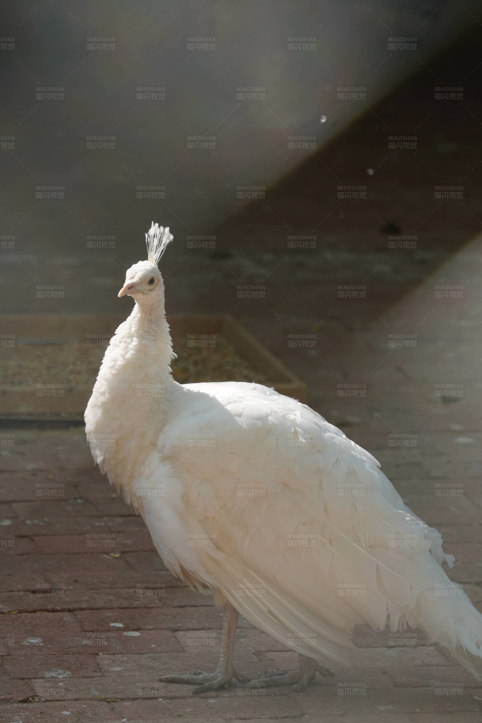 白孔雀的优雅姿态图片