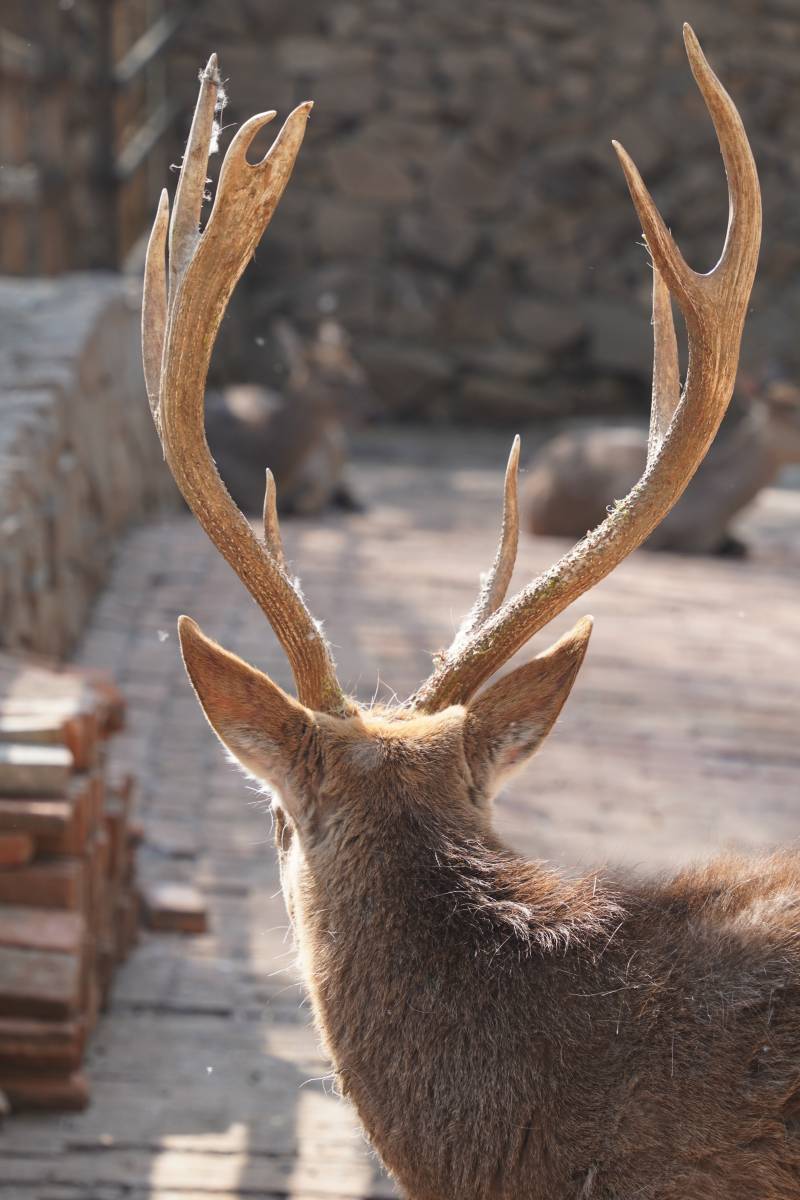 鹿角威严图片