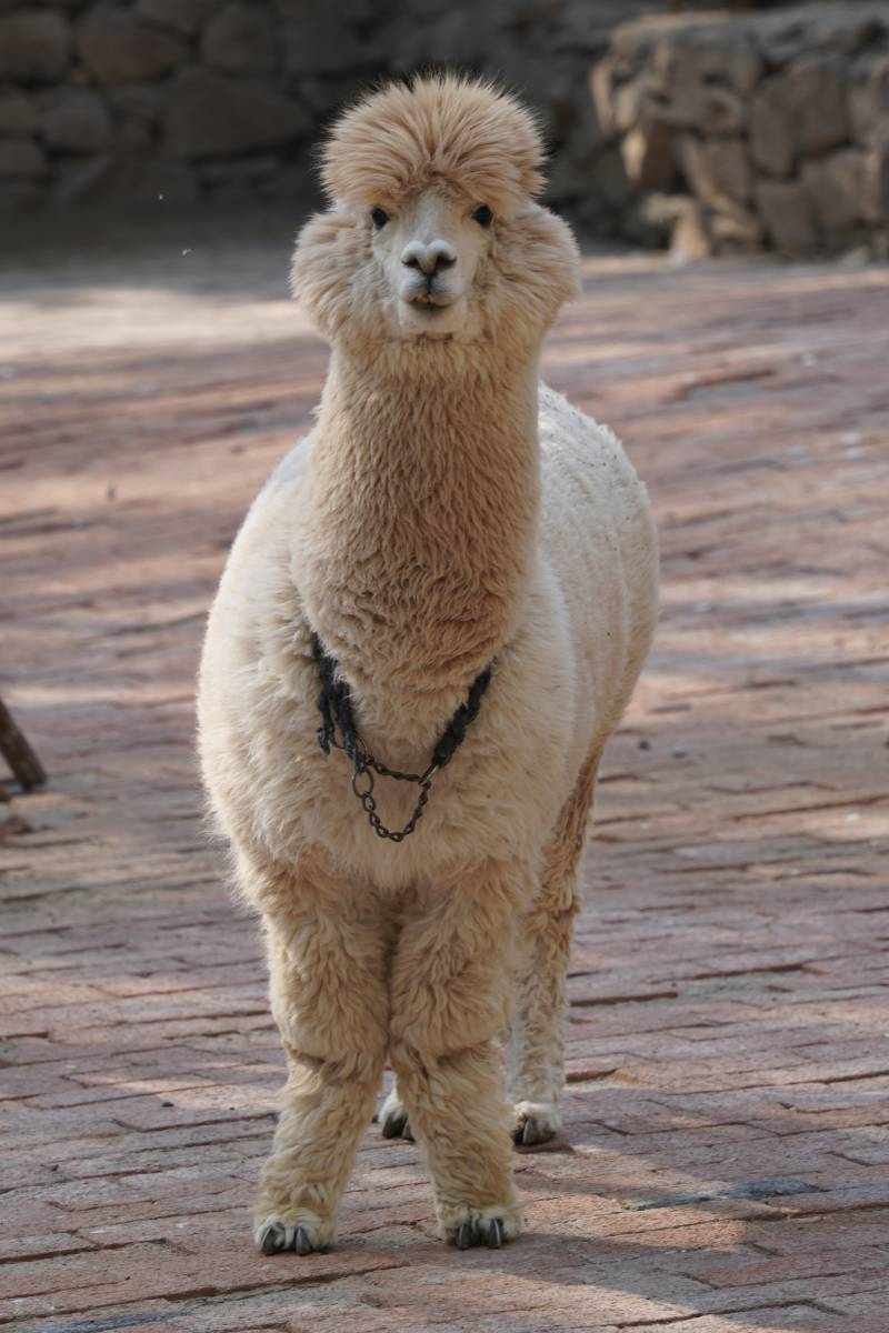 站立的羊驼图片