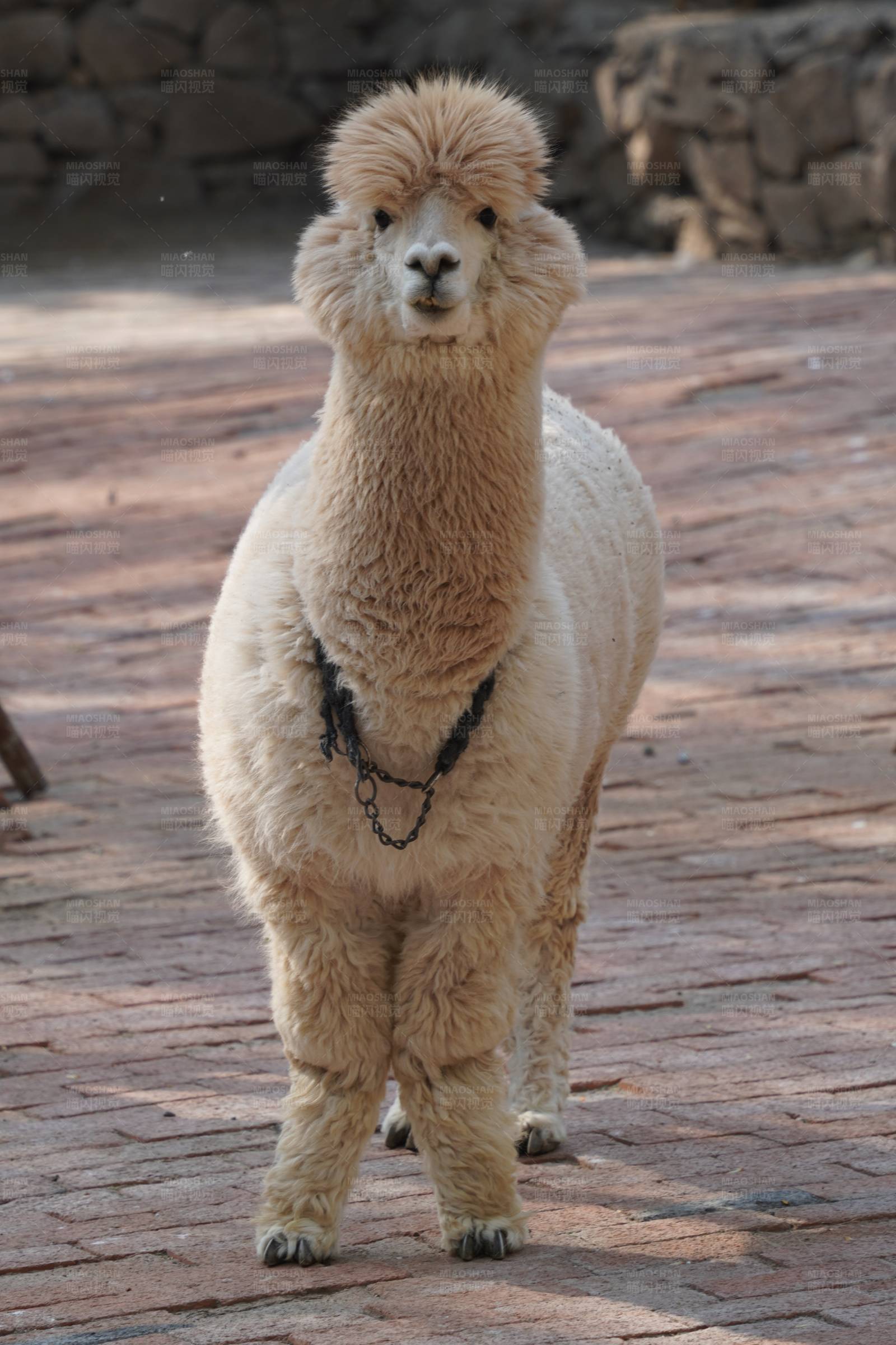 站立的羊驼图片