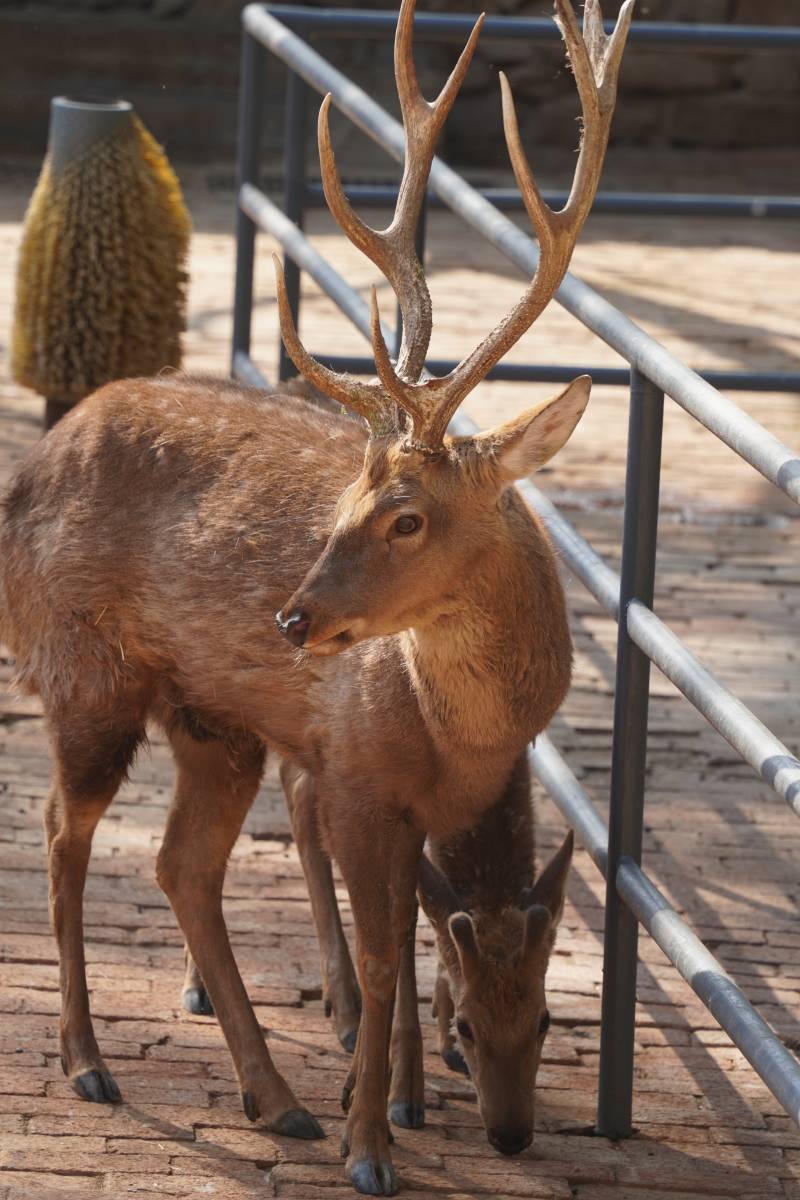 鹿角威武的雄鹿图片