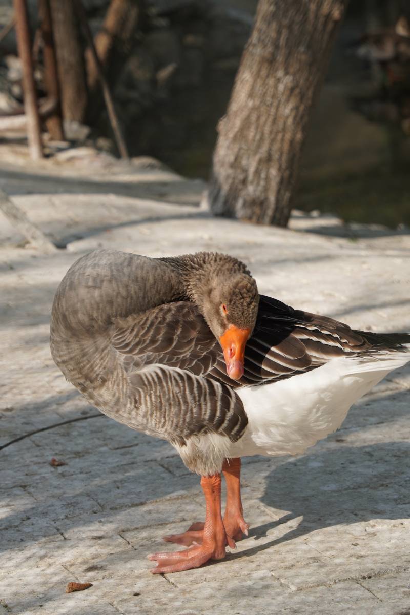 鸭子的休息时刻图片