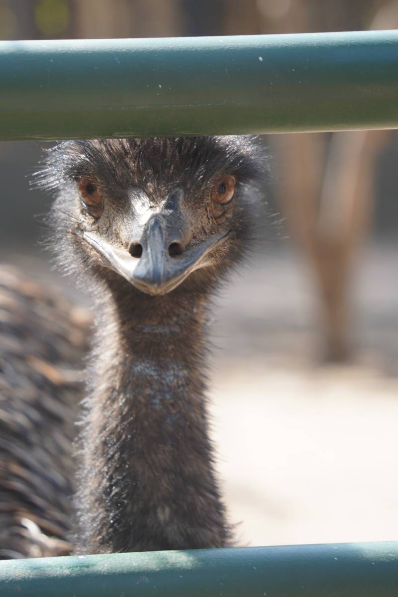 鸵鸟窥视图片
