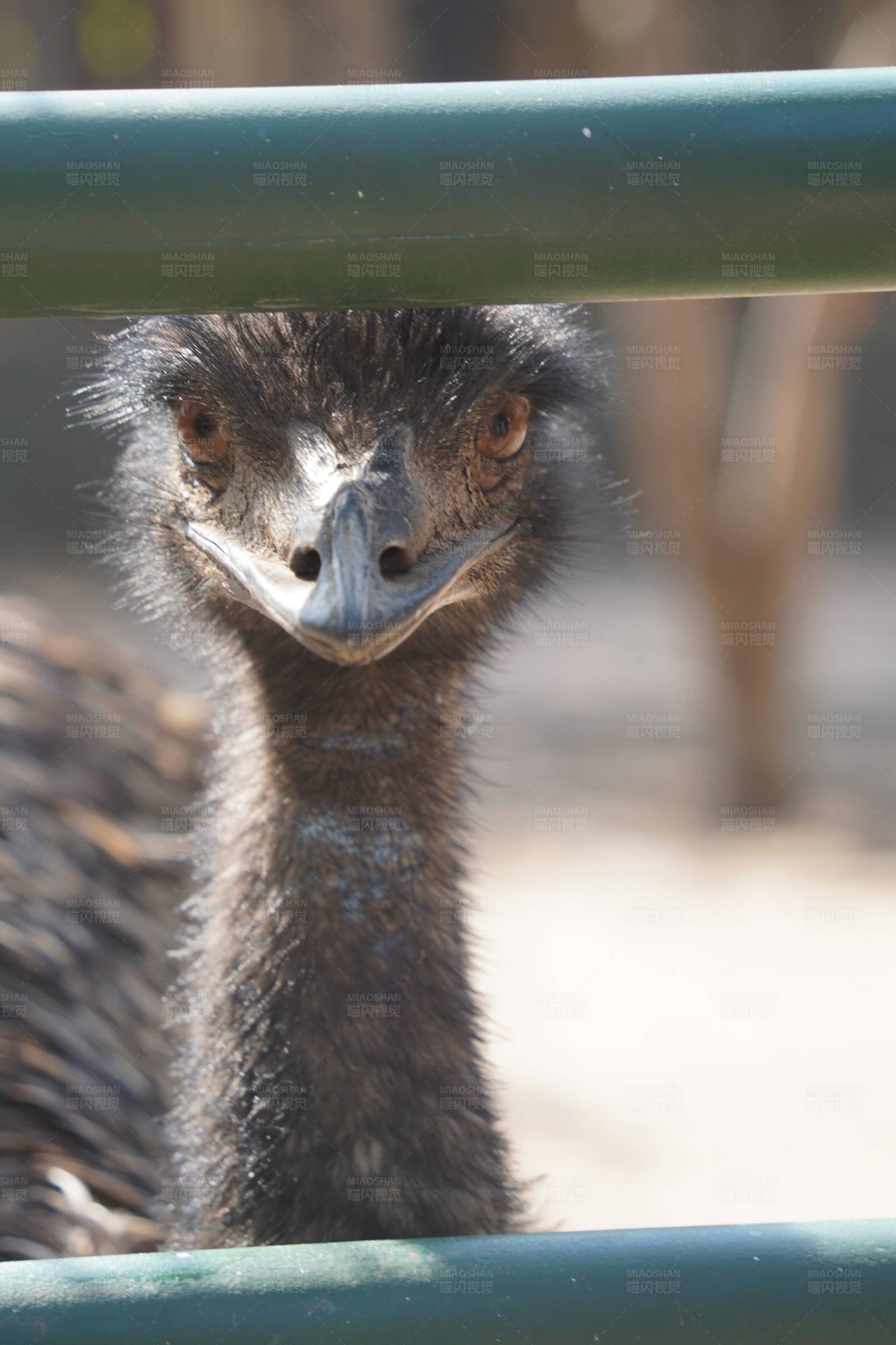 鸵鸟窥视图片