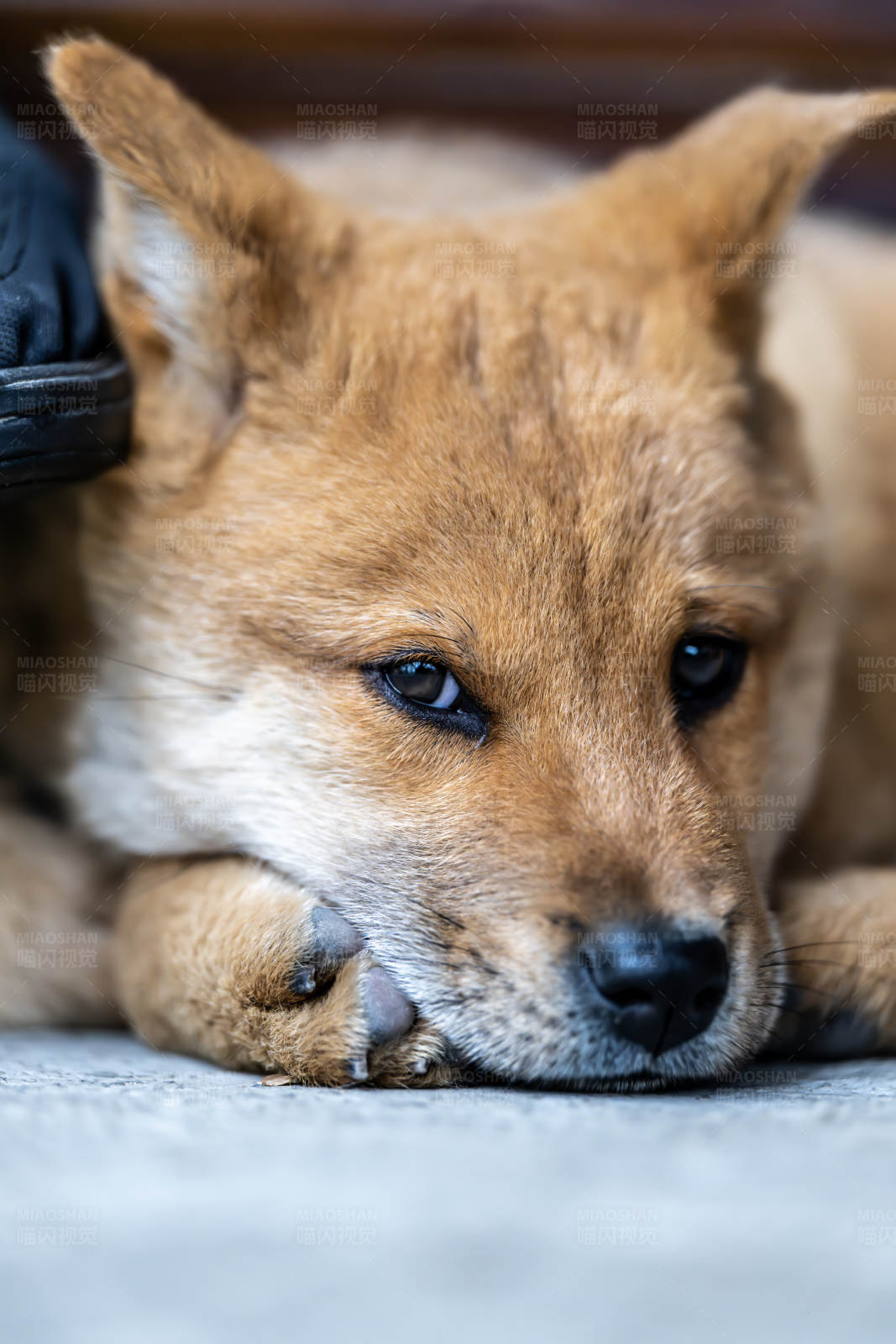 小狗休息中图片