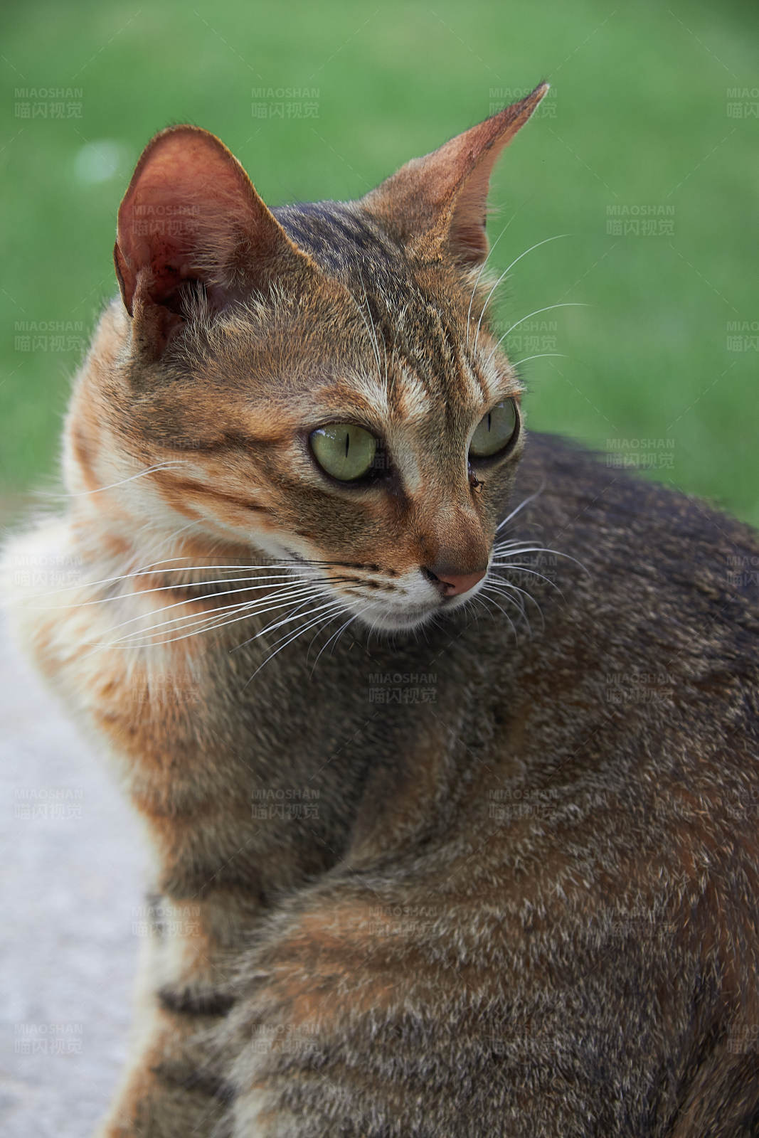 警觉的户外猫咪图片