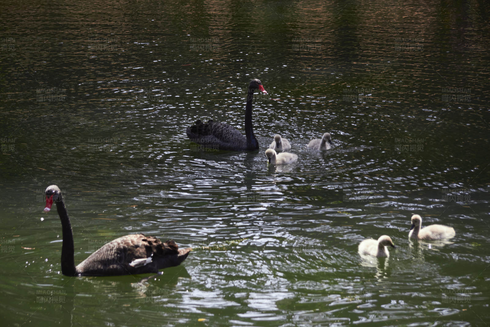 黑天鹅与小天鹅图片