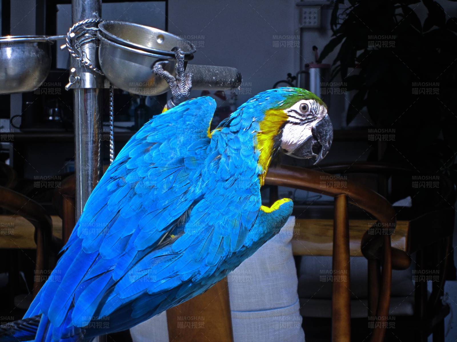 蓝黄相间的鹦鹉图片