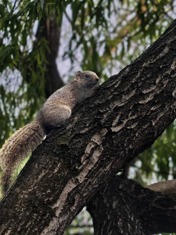 松鼠树上悠闲时刻图片