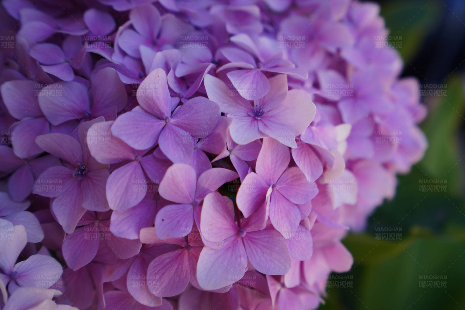 紫色绣球花的美丽图片
