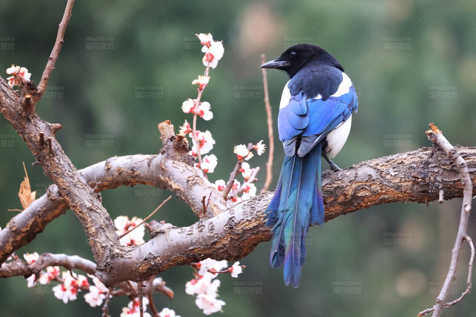 喜鹊栖梅枝图片