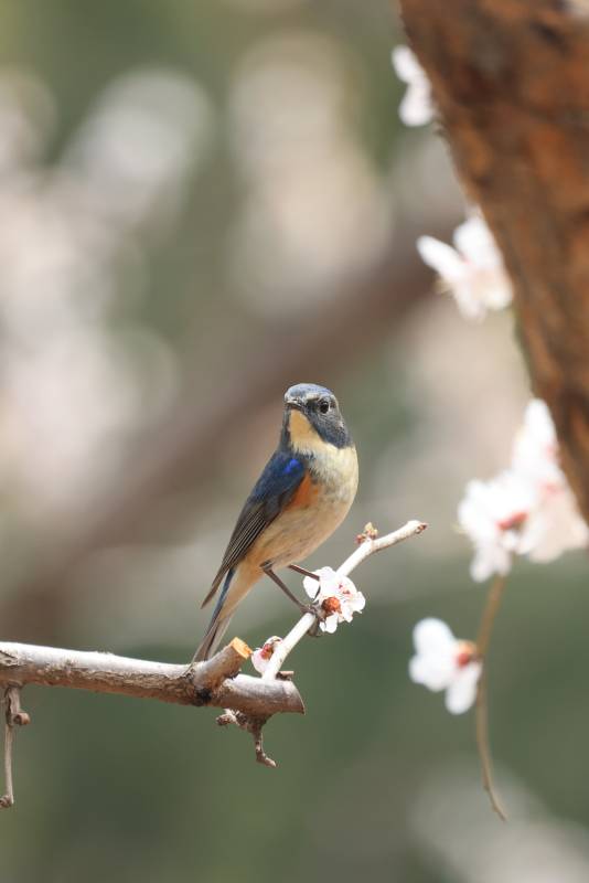小鸟栖息花枝头图片