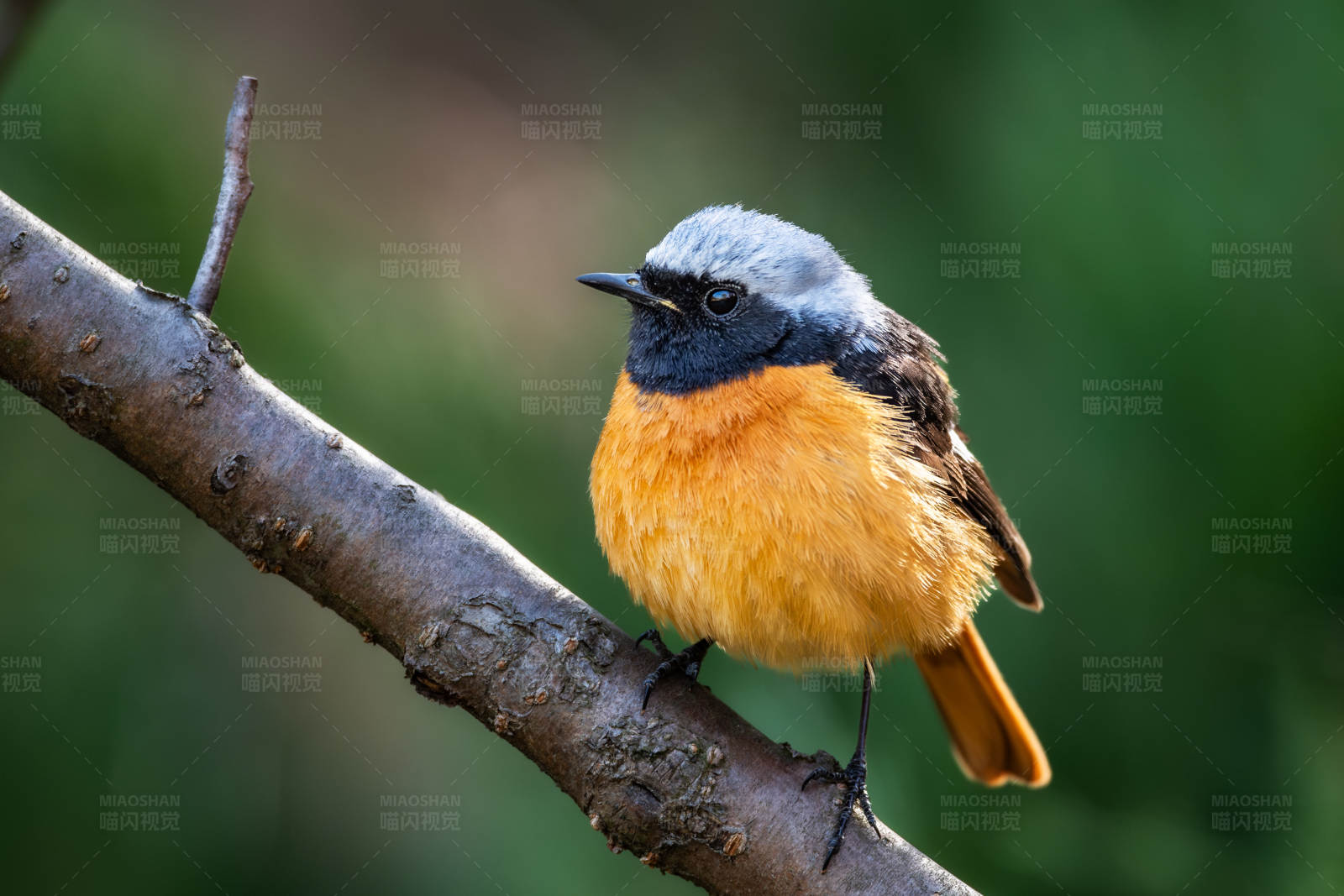橙腹小鸟栖枝头图片