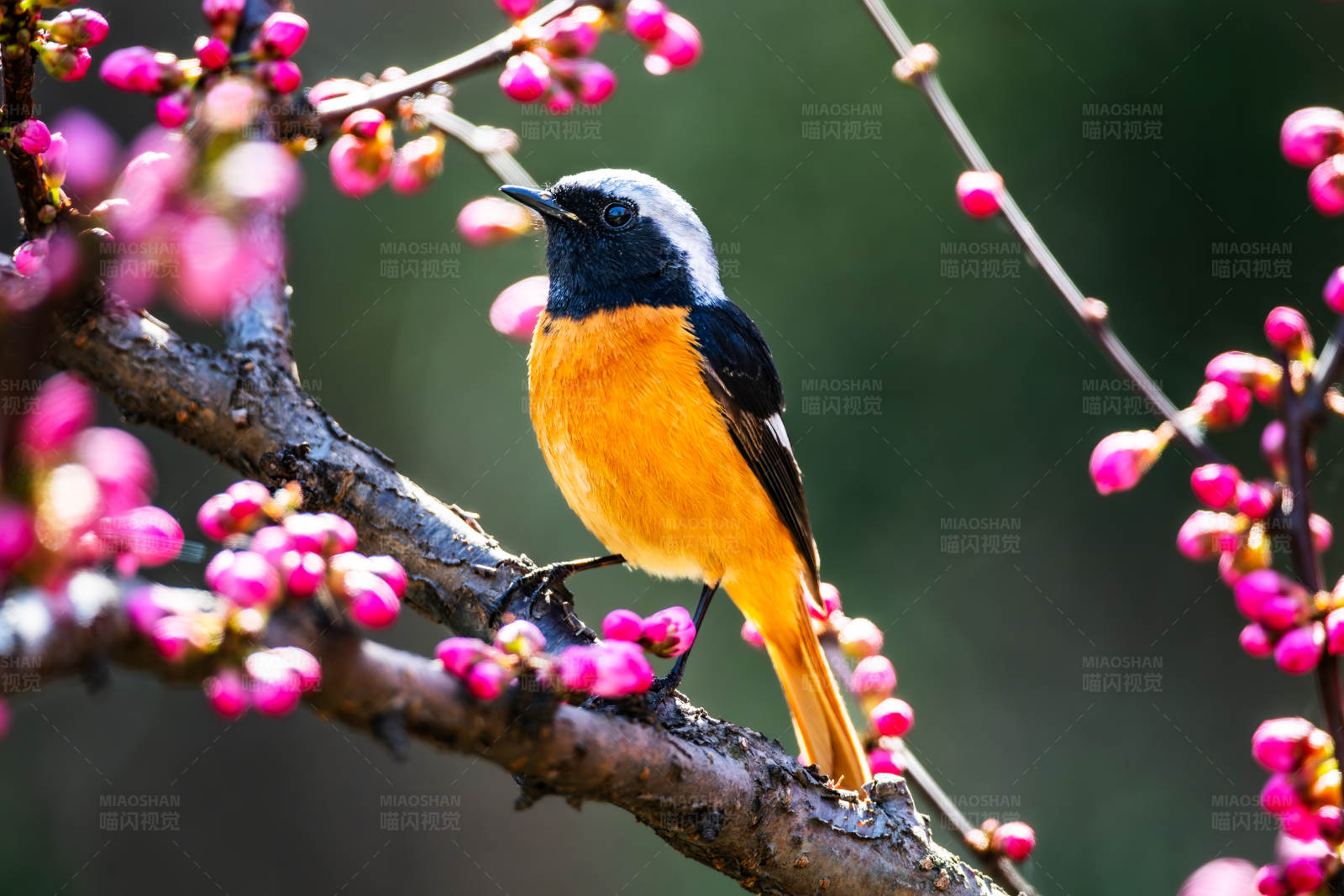 春日鸟语花香图片