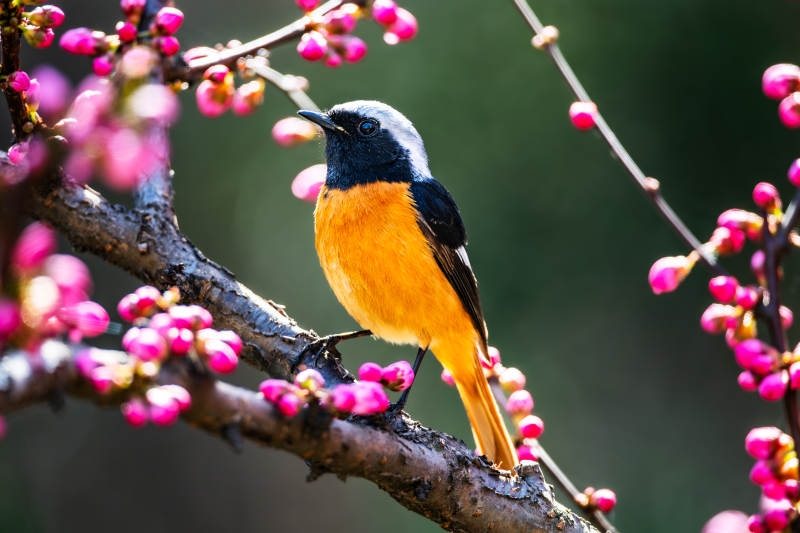 春日鸟语花香图片