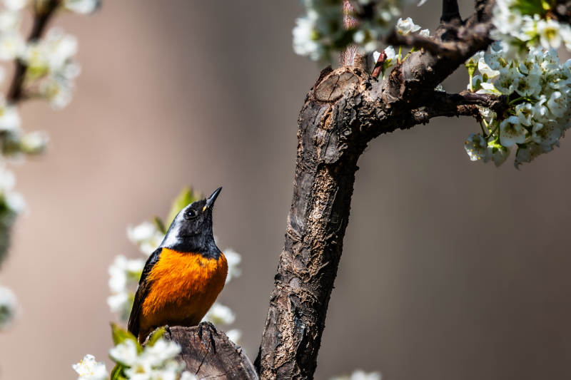 春日枝头的橙腹小鸟图片