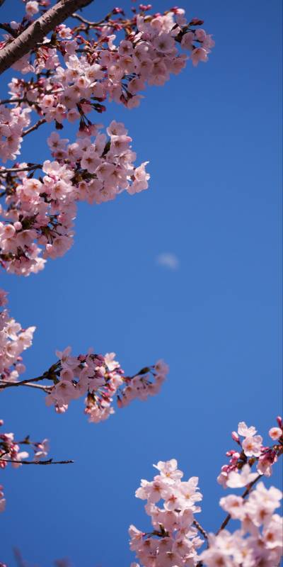 樱花与蓝天图片