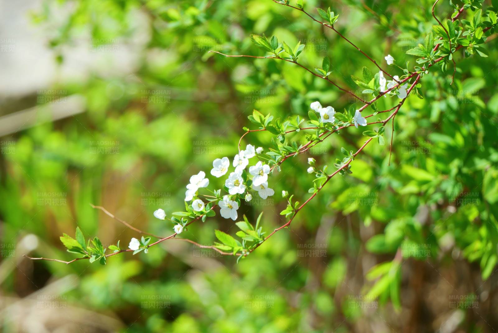 春日白花绽放图片