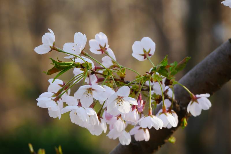 春日樱花绽放图片