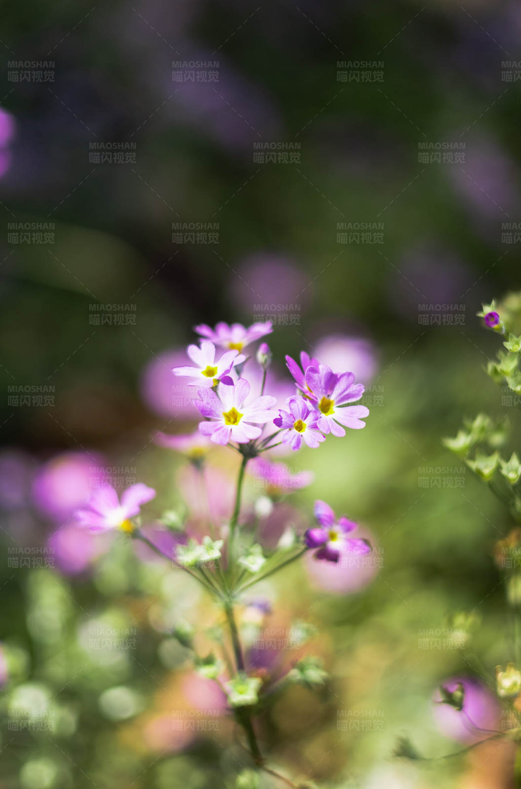 紫色小花在阳光下图片