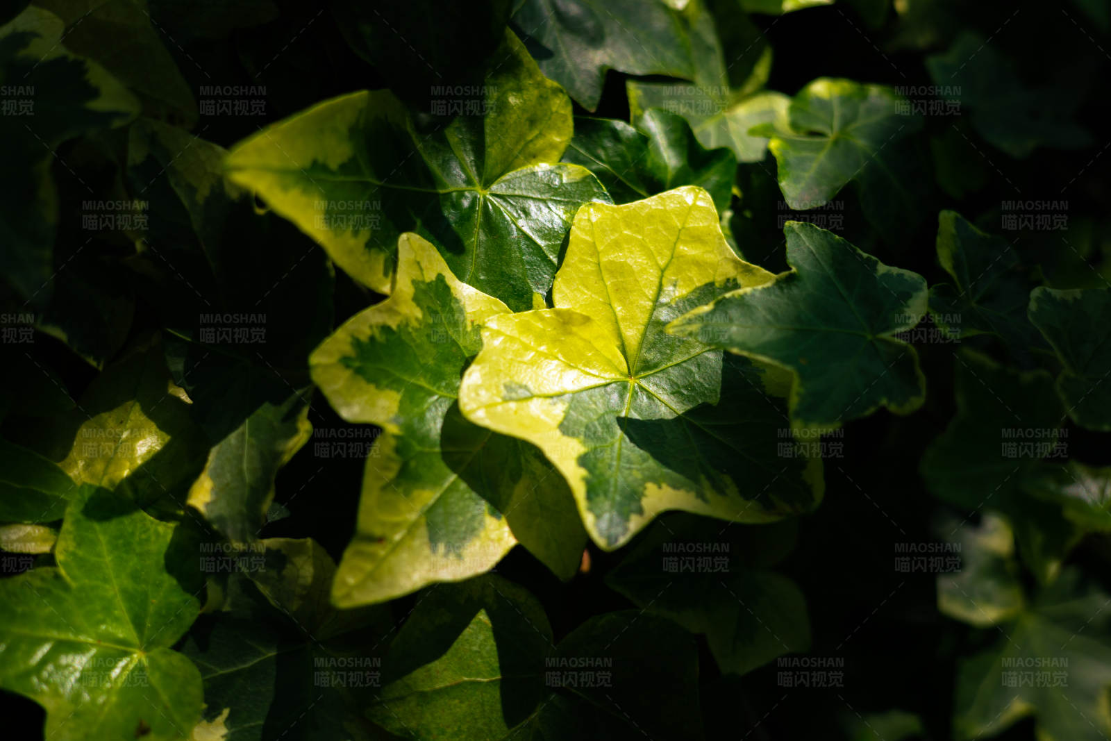 阳光下的绿叶图片