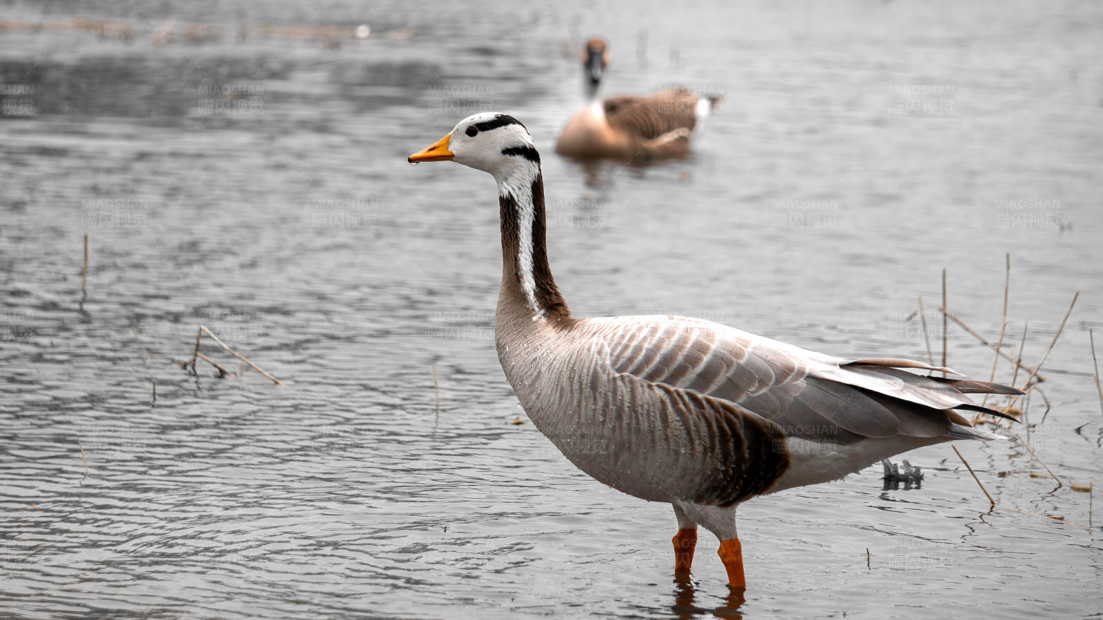 湖畔的斑头雁图片