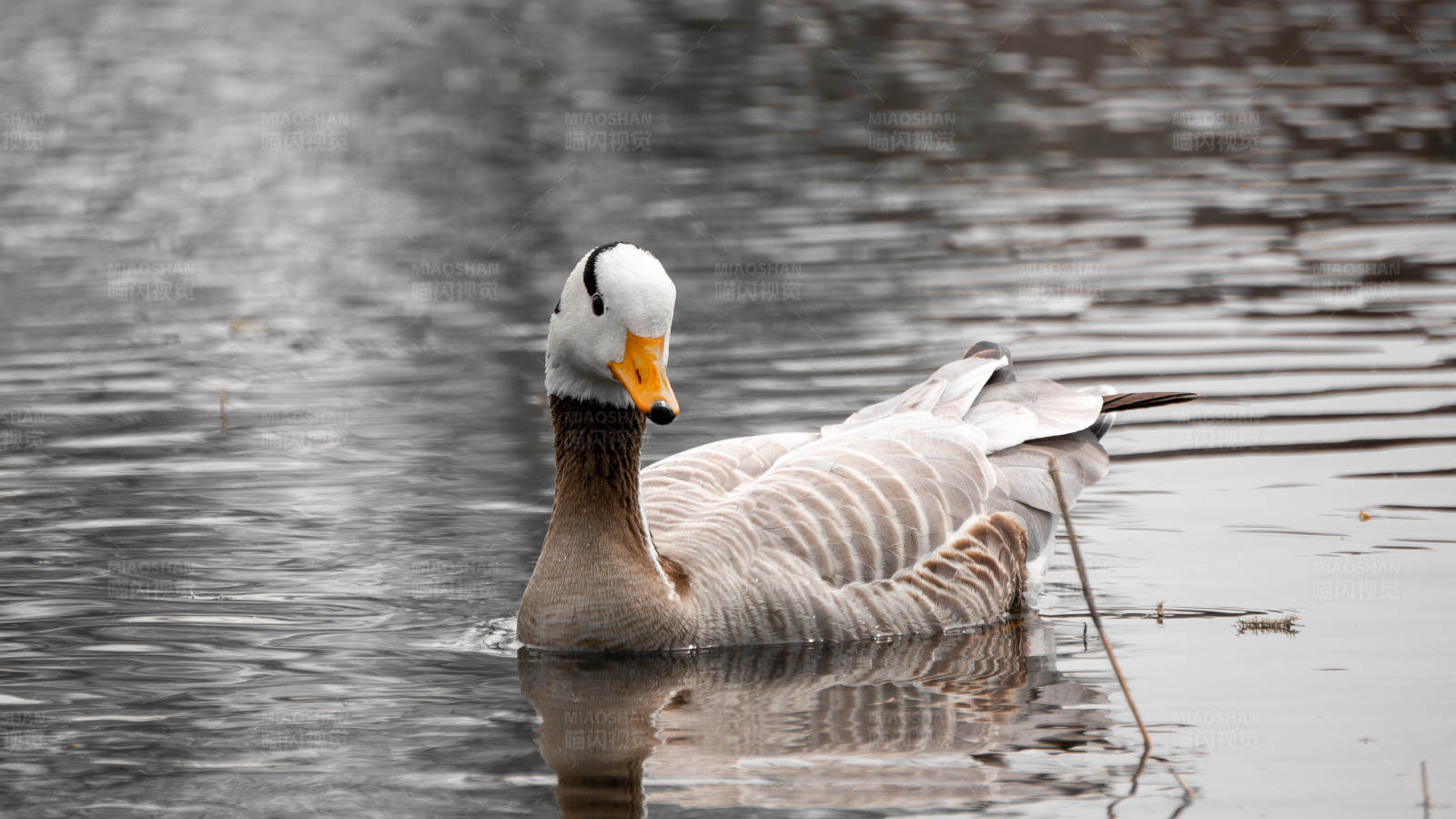 湖中游弋的斑头雁图片