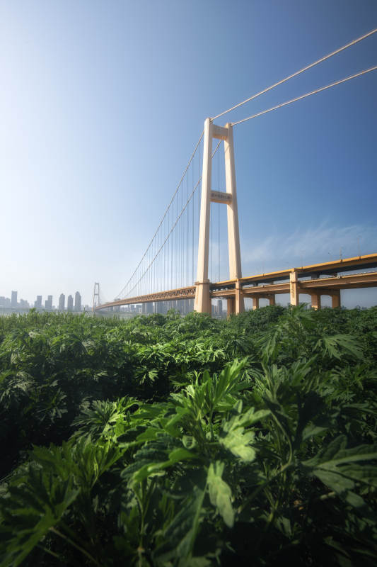 武汉鹦鹉洲长江大桥图片