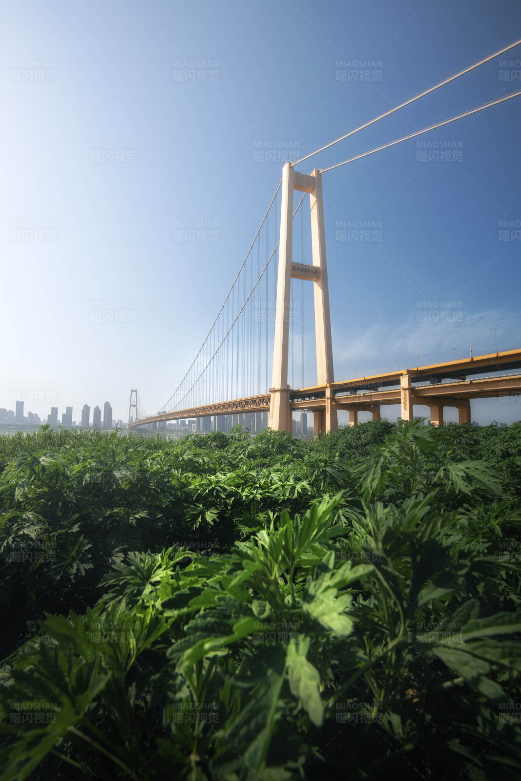 武汉鹦鹉洲长江大桥图片