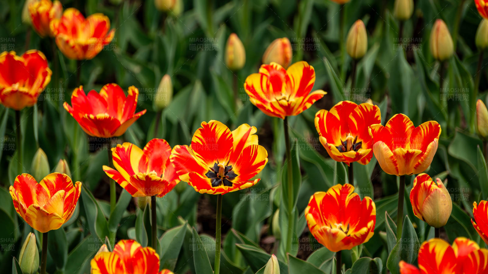橙色郁金香花海图片