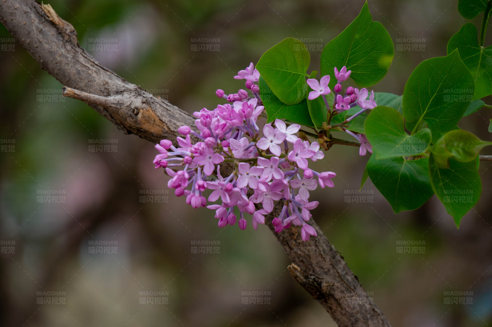紫花绽放 春意盎然图片