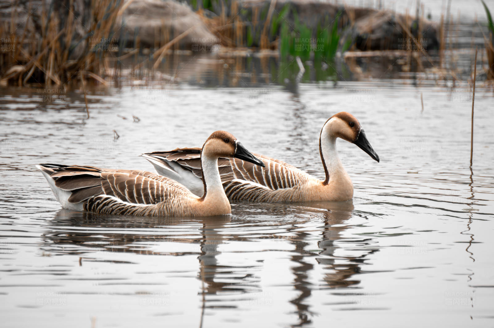 湖中游弋的两只鸿雁图片