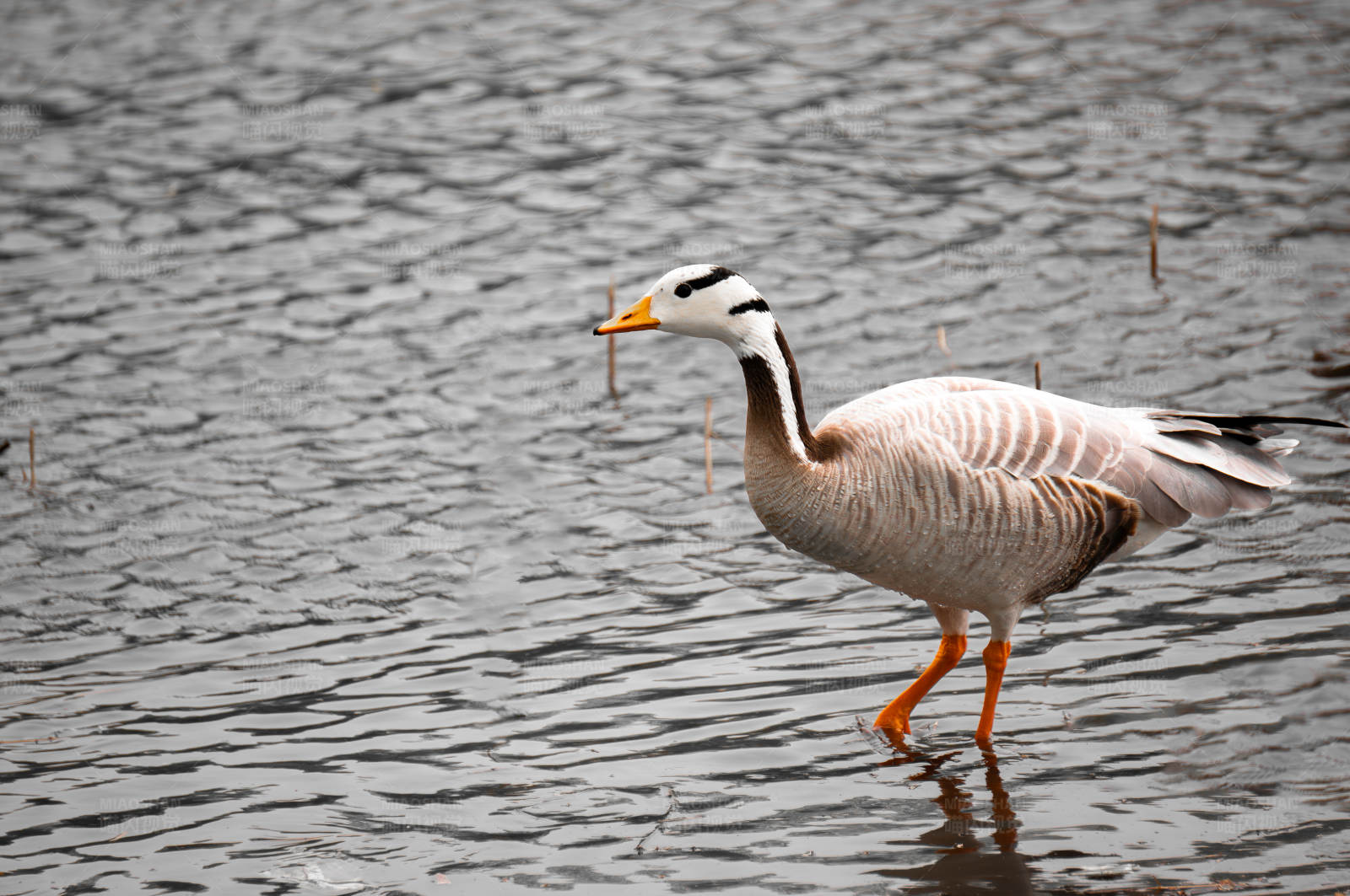 湖中独行的斑头雁图片