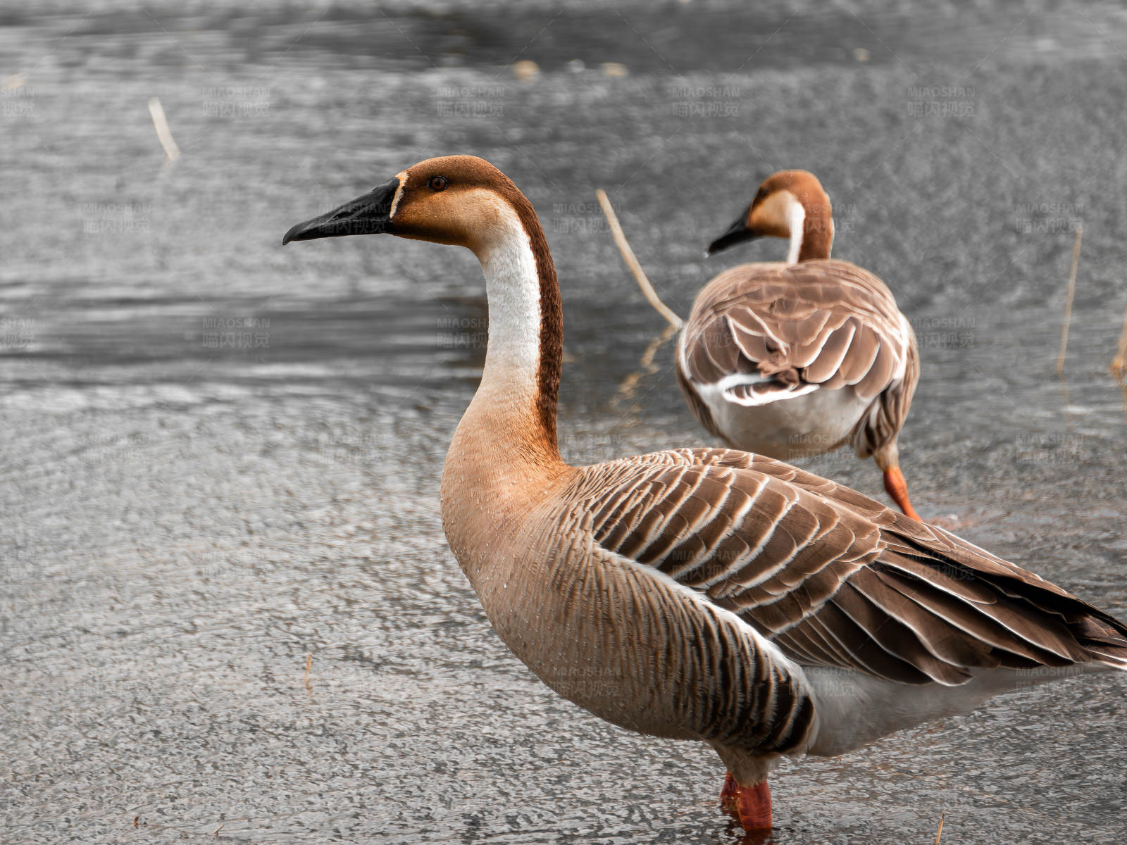 湖边的两只鸿雁图片