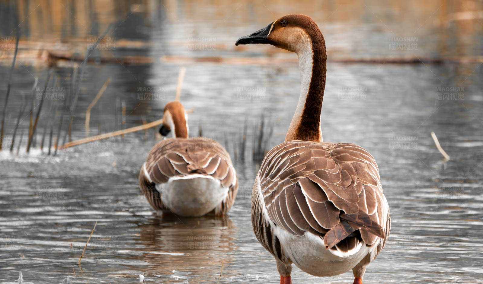 湖中两只大雁图片