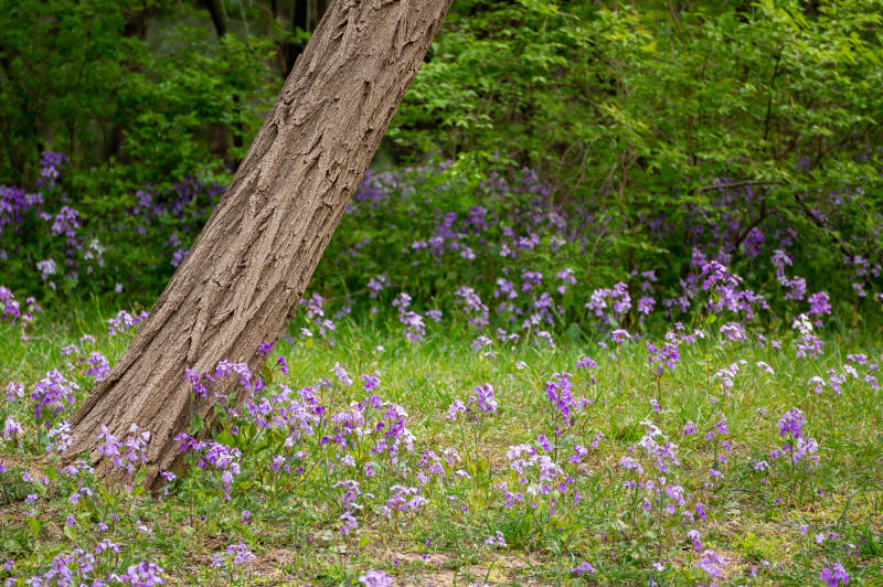 林间紫色花海图片