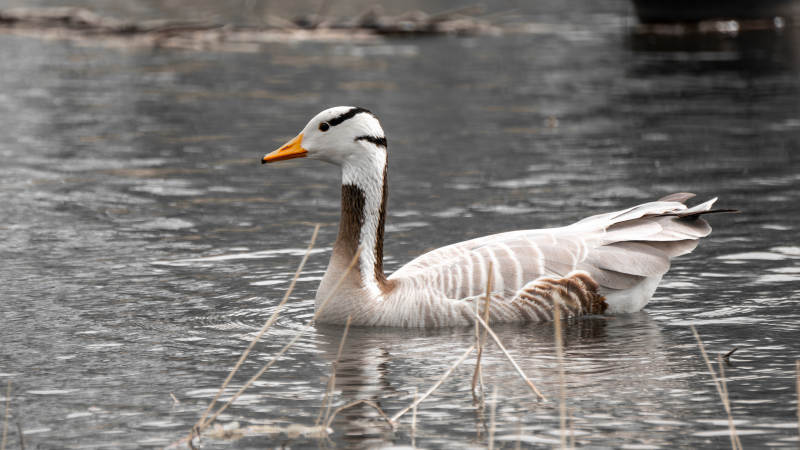 湖中游弋的斑头雁图片