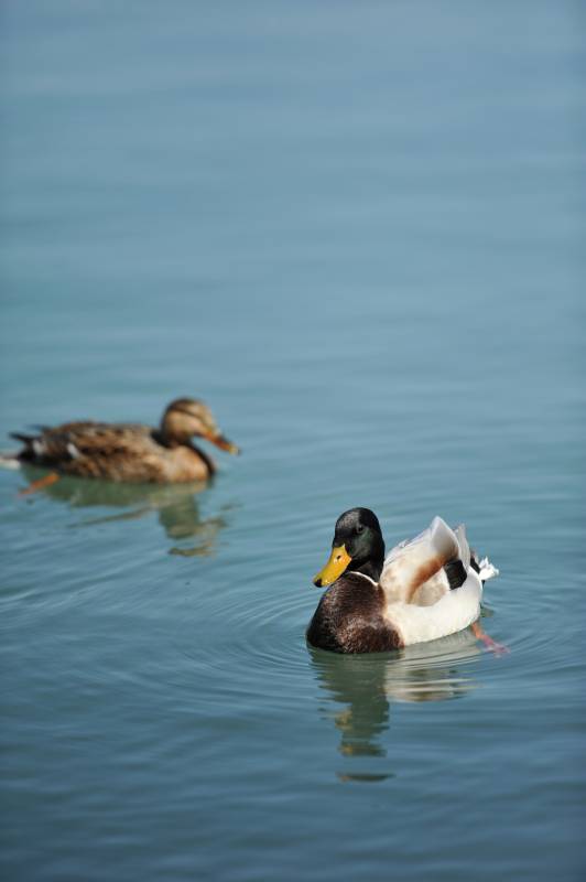 湖中游弋的鸭子图片