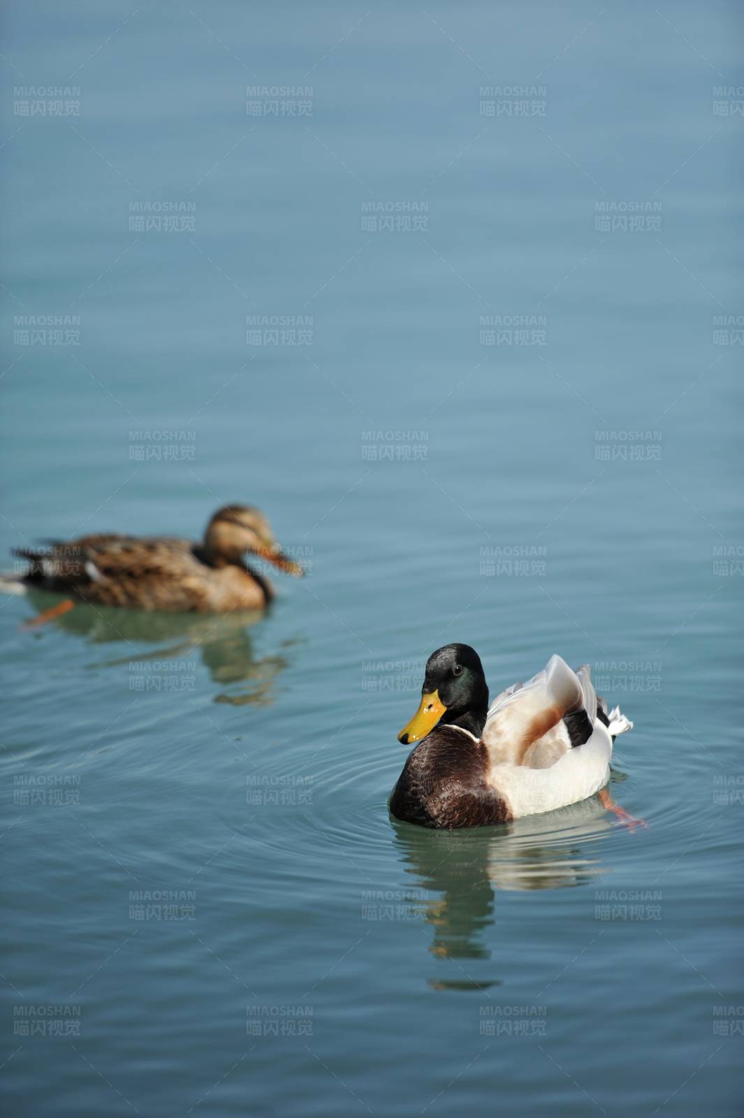 湖中游弋的鸭子图片