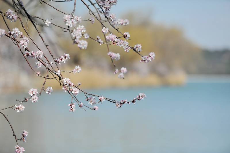 湖畔桃花盛开图片