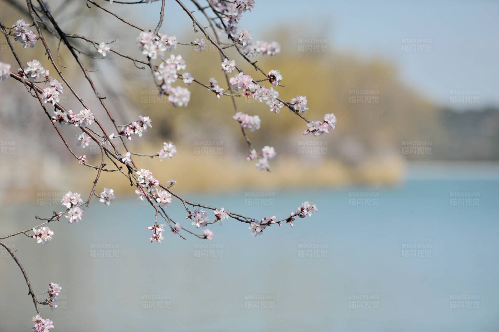 湖畔桃花盛开图片