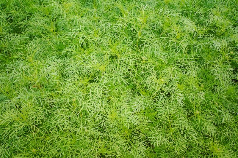 绿色植物背景图片