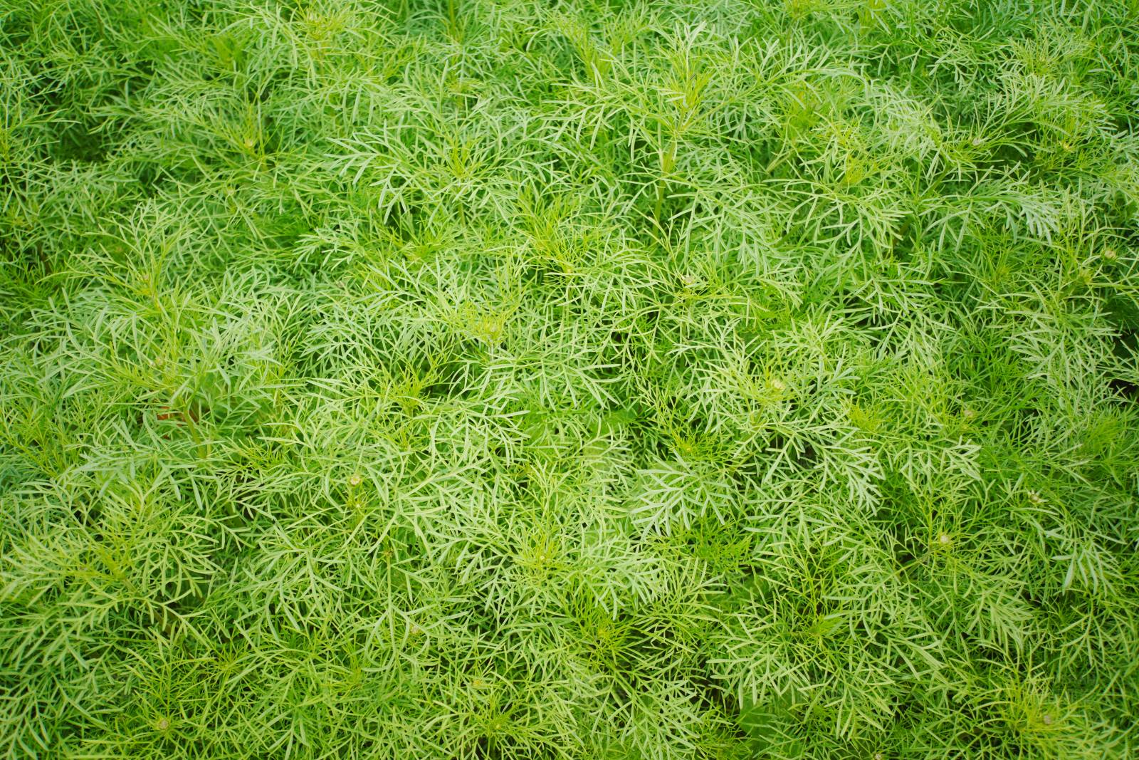 绿色植物背景图片