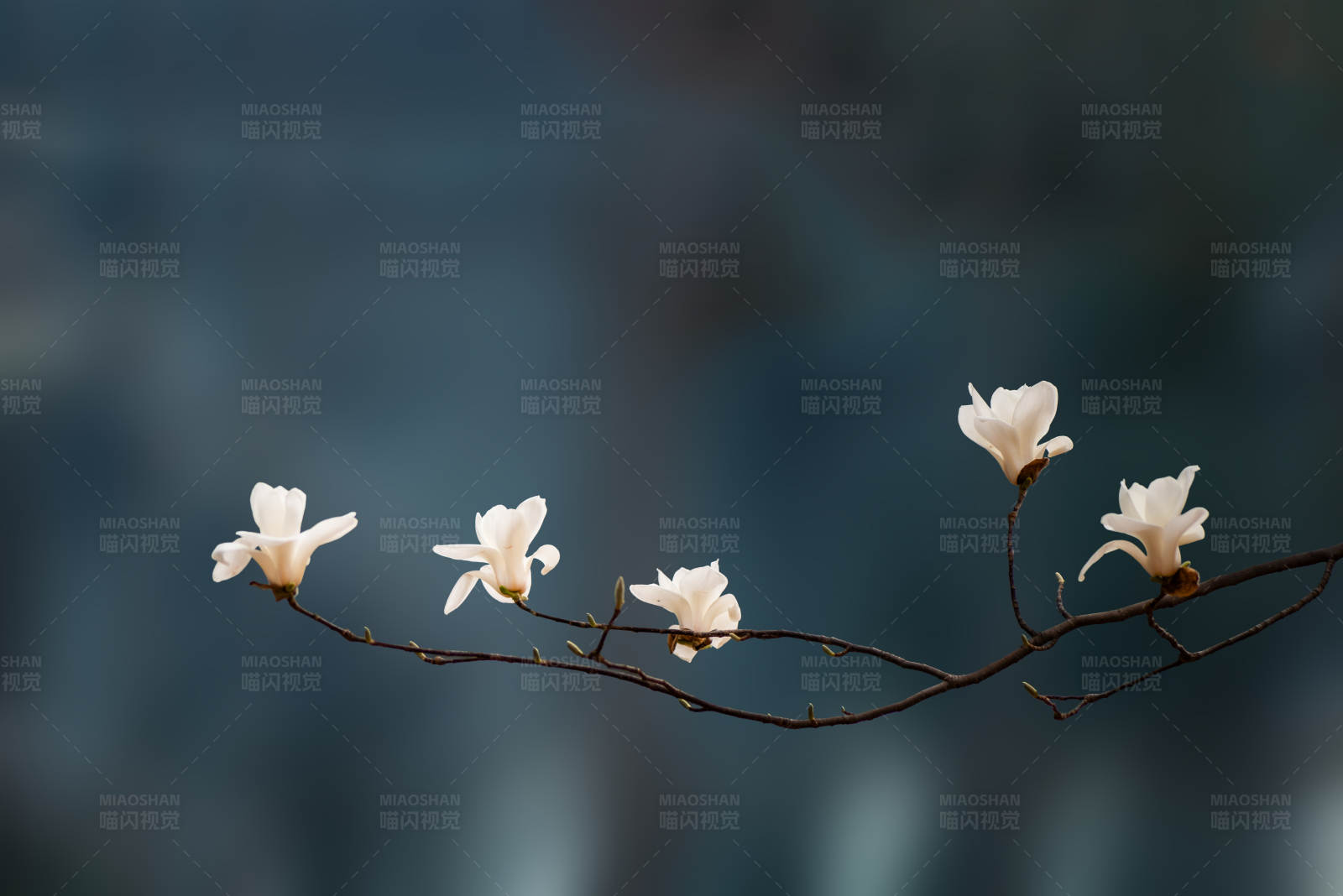 白玉兰花开图片