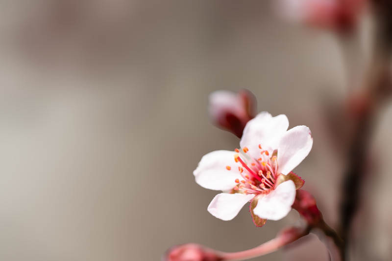 春日李子花绽放图片