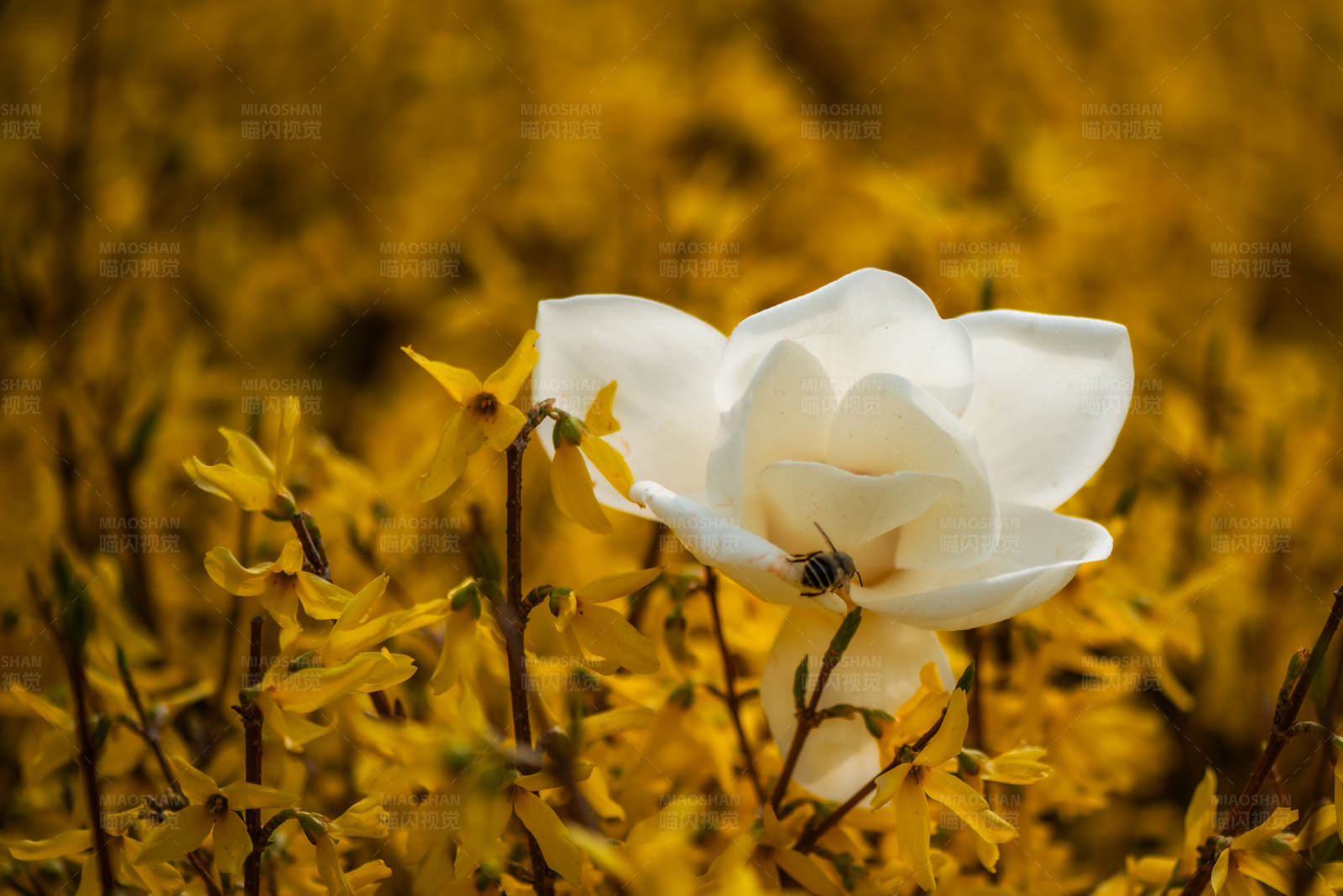 白花黄叶间的蜜蜂图片