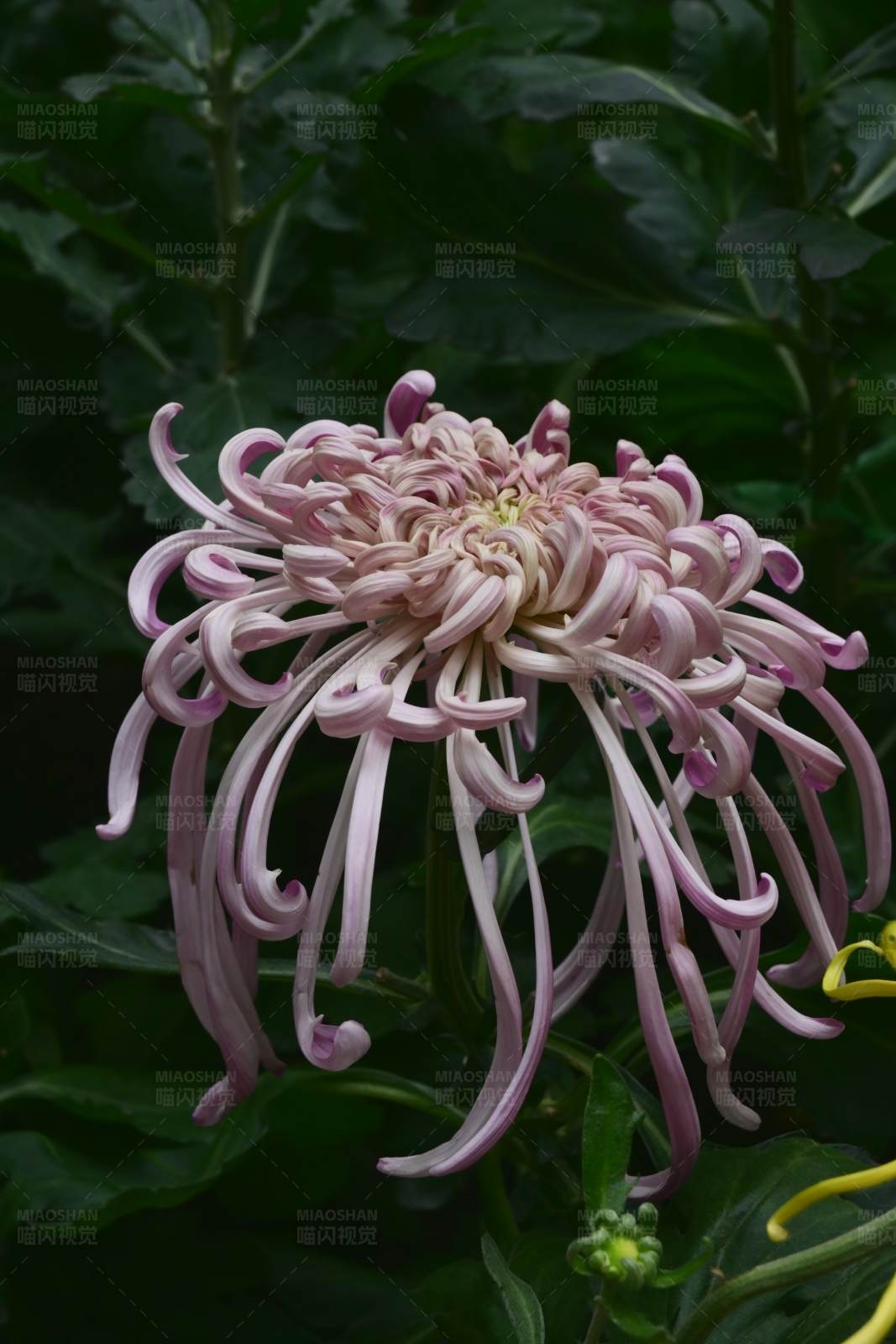 菊花的美丽绽放图片