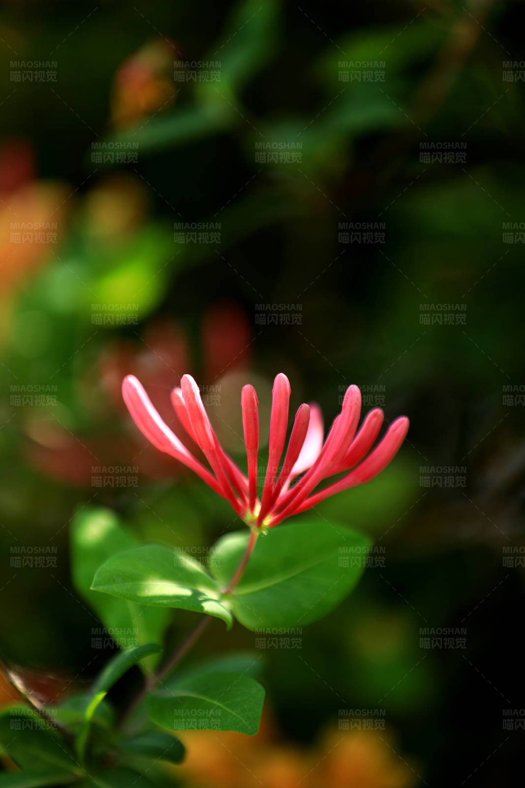 红色花朵的特写镜头图片